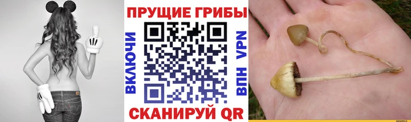 OMG tor сколько стоит Змеиногорск Галлюциногенные грибы Psilocybe